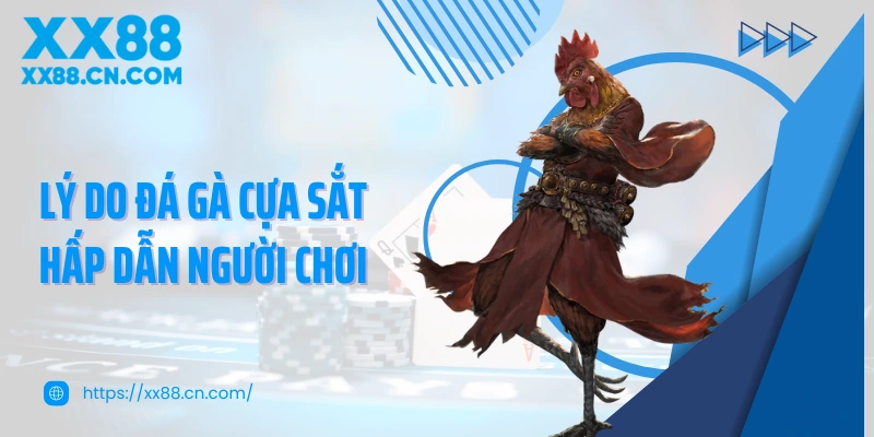 Lý do đá gà cựa sắt hấp dẫn người chơi